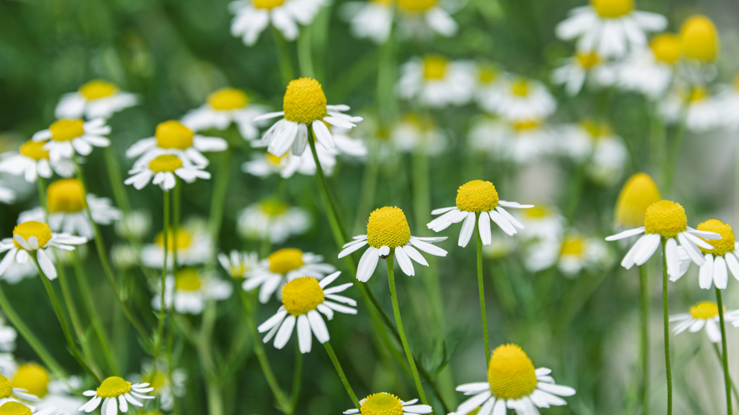 Chamomile