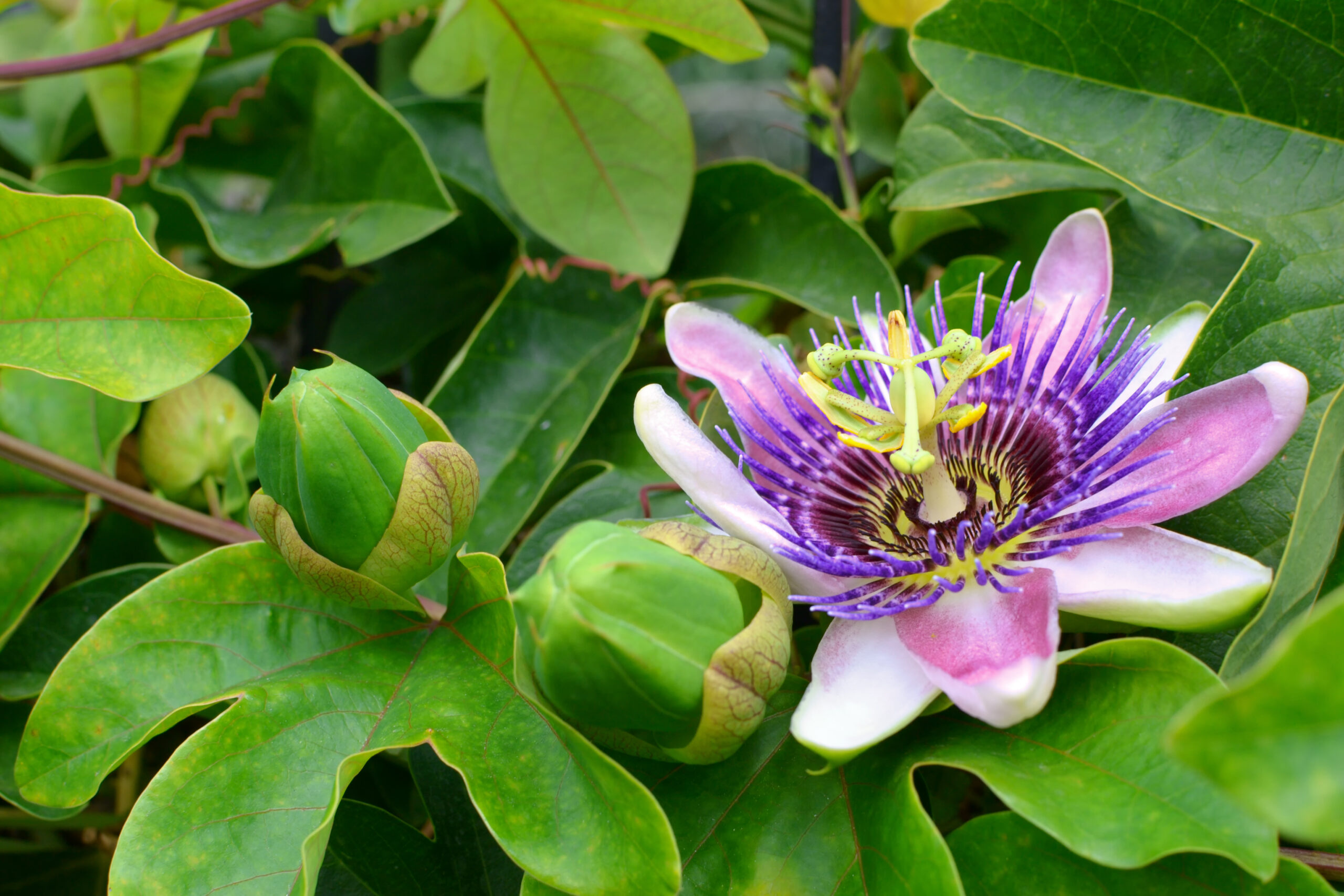Passionflower