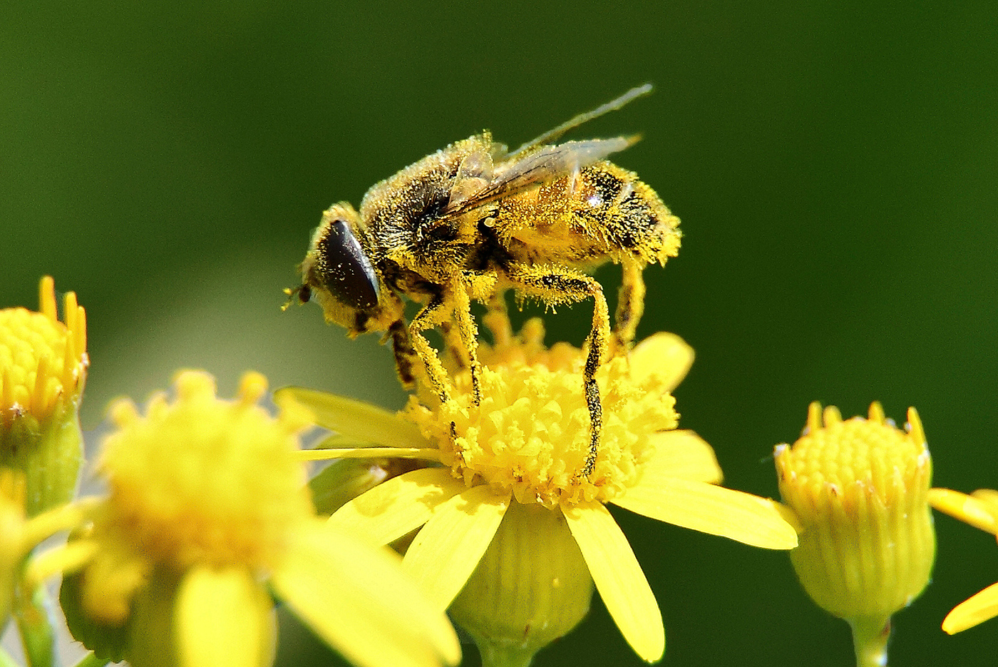 Top 5 Benefits of Bee Pollen