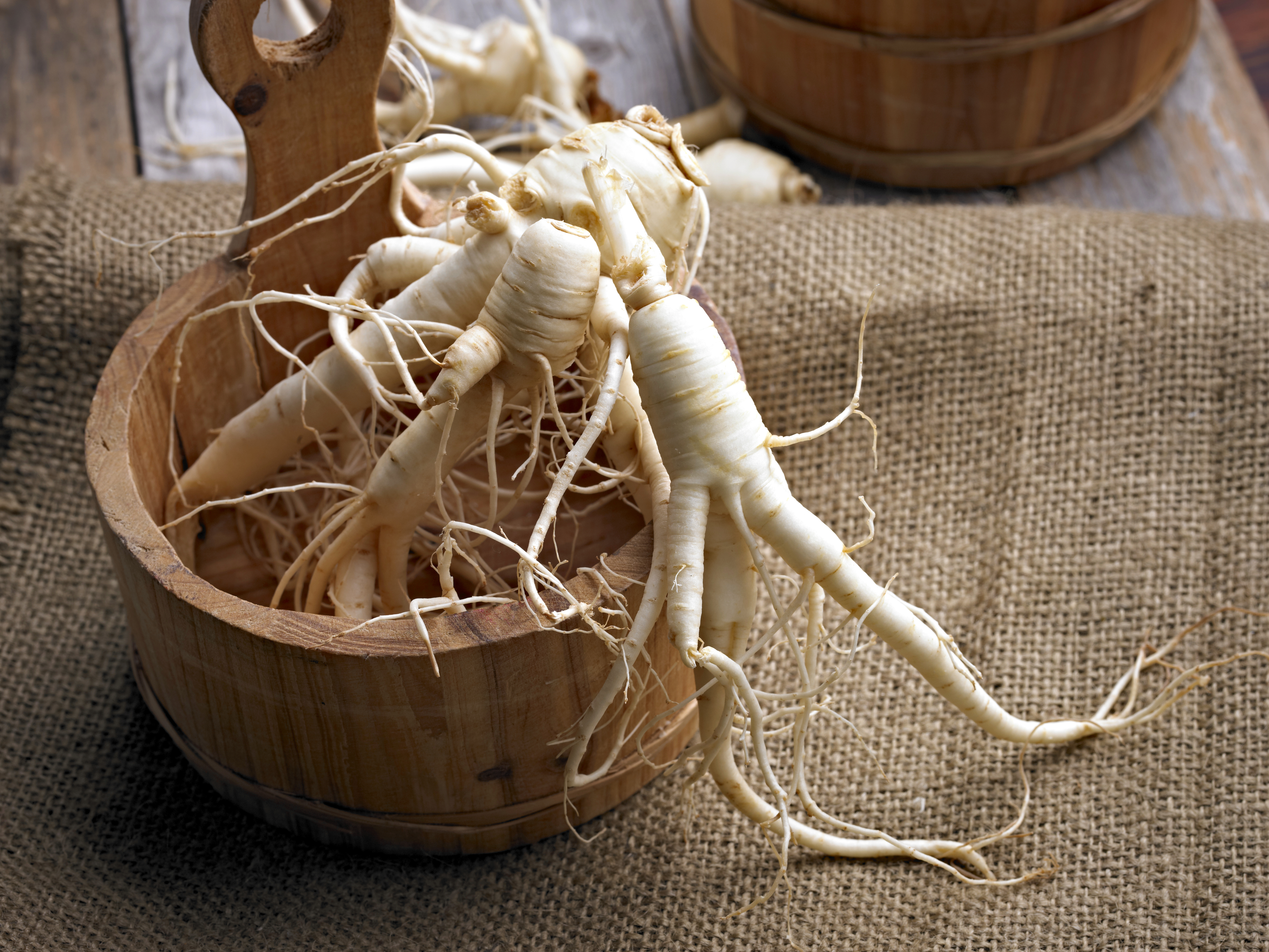 Ginseng: Red Vs. White American