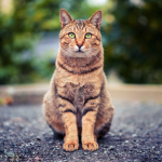 Epi-Genius Cats: Providing Your Cat With A Longer, Healthier Life