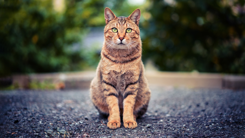 Epi-Genius Cats: Providing Your Cat With A Longer, Healthier Life