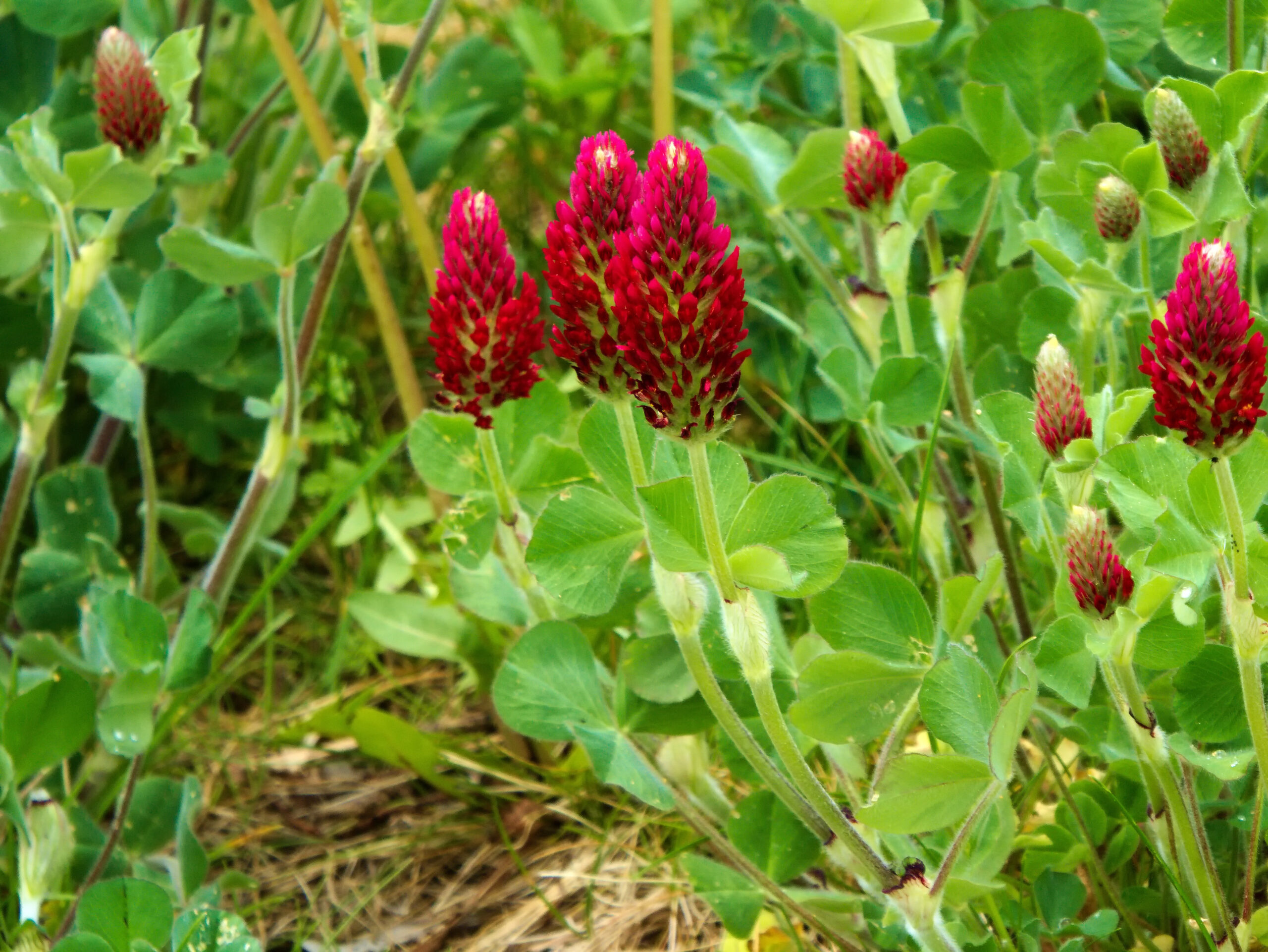 Red clover in bloom, aerial parts