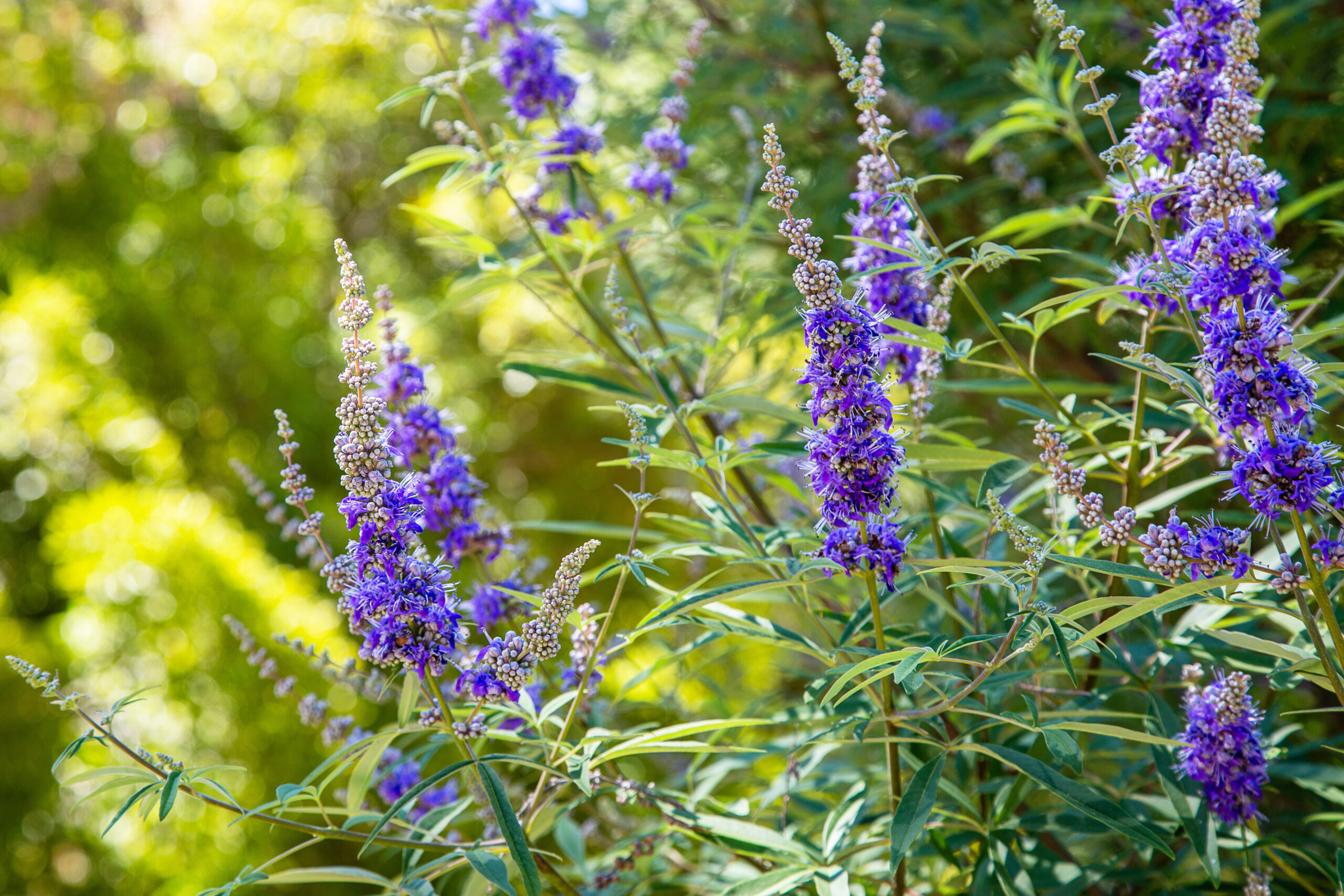 Chaste Tree Berry, Vitex agnus-castus