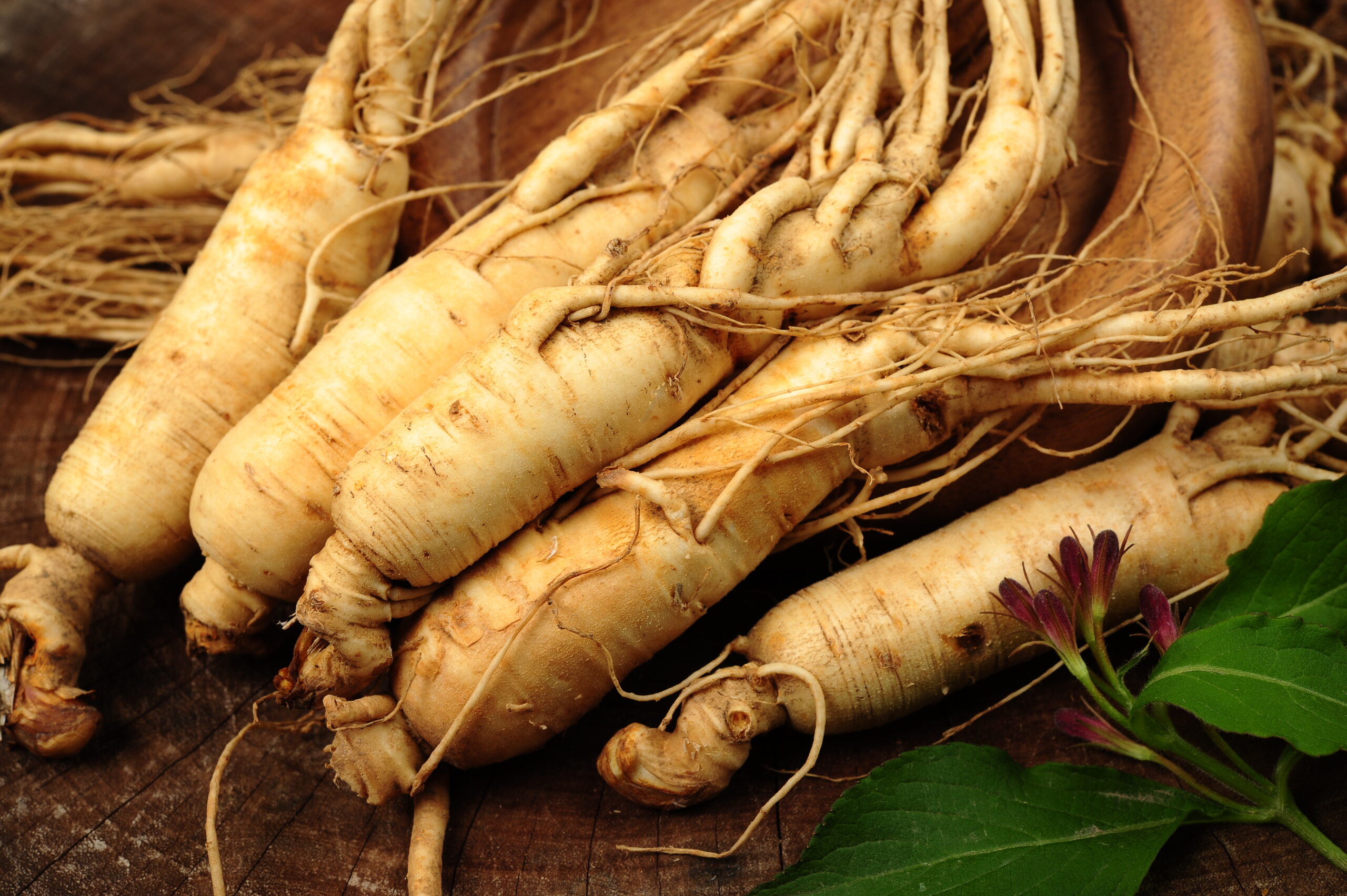 American Ginseng root, Panax quinquefolius