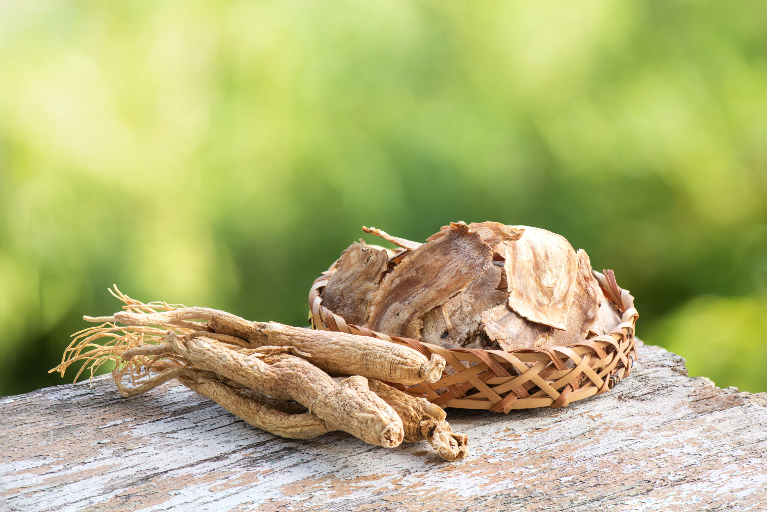 Dong Quai root, Angelica sinensis
